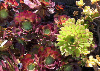 Desert pinwheel burgundy and green  roses creations, Tree aenium, stonecrop