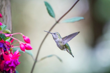 Calliope hummingbird feeds on the nectar of fuchsia flowers ©  Tom Fenske