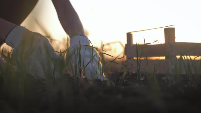 Farmer working in field in morning, hand holding leaf of cultivated plant. Hands holding pile of arable soil. Agriculture, gardening or ecology concept.