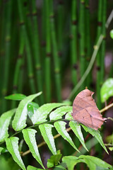 前栽のコノハチョウ