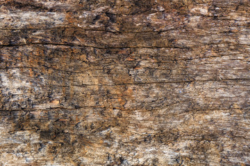 Obraz premium pattern and art of decay wood surface