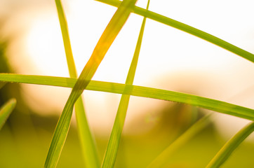 Close up Grass texture background