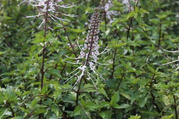 Beautiful orthosiphon stamineus flower or diuretic herb tea. Cat's whiskers or Orthosiphon aristatus flower in the garden [2103].