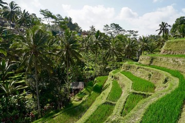 Rice Terraces Bali