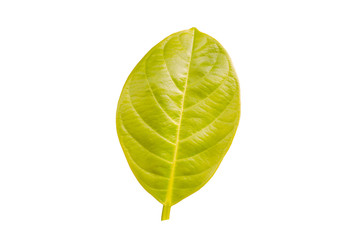 pattern green leave on white background 