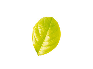 pattern green leave on white background 