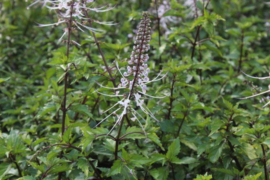 Beautiful orthosiphon stamineus flower or diuretic herb tea. Cat's whiskers or Orthosiphon aristatus flower in the garden [2103].