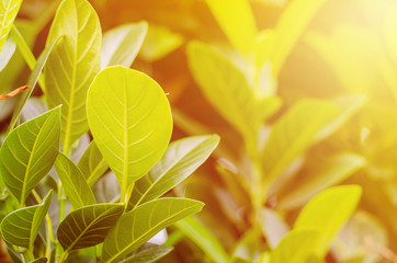 Green Leave and sun over field background 