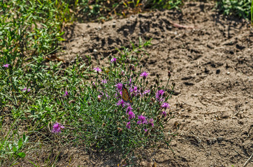 Monarch Butterfly on a Pink Swamp Thistle