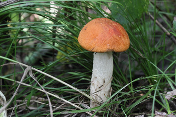 Orange-cap boletus
