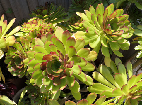 Desert green pinwheel roses, Tree aenium, stonecrop