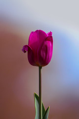 pink tulip isolated on pastel background