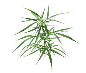 marijuana or cannabis leaf isolated on white background