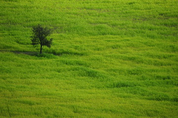 Albero solitario in un mare verde
