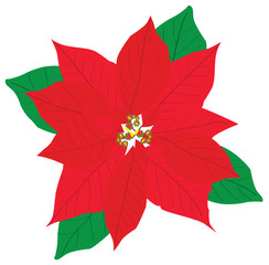 Vector Red Poinsettia