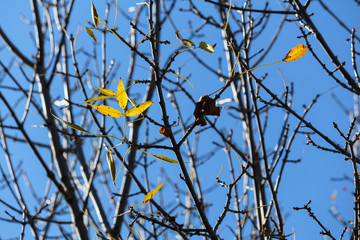 Branches and leaves in cold autumn, Montreal, Quebec, Canada