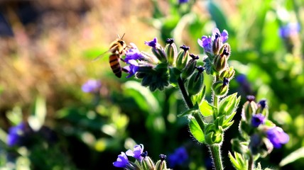 Bee feeding