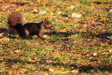 Naklejka na ściany i meble Cute little squirrel eating leaves in autumn, Montreal, Quebec
