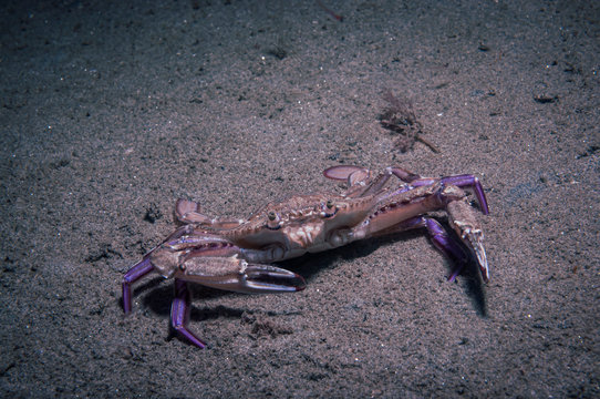 Xantus Swimming crab