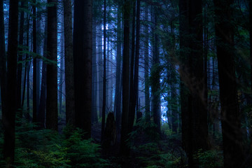 Fototapeta premium Fog Among Trees