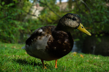 Mallard Duck