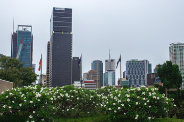 Fototapeta premium Brisbane City Skyline On An Overcast Day With Tall High Rises And Green Lush Bushes With White Flowers