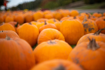 A pumpkin patch in the fall