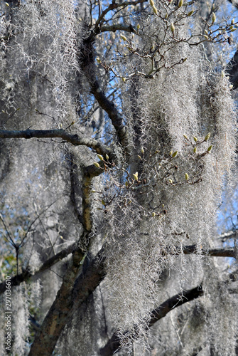 Spanish Moss Drapes The Branches Of The Magnolia Tree Stock