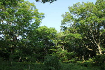 Fototapeta premium 高麗山の散策コース（湘南平）