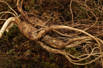 nectarine onfresh ginseng background a white background