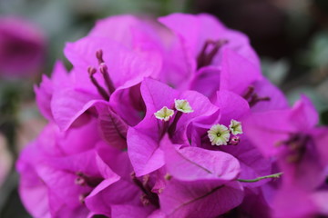purple flower in the garden