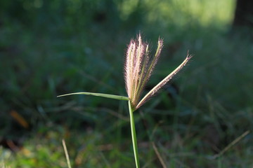 Grass flowers