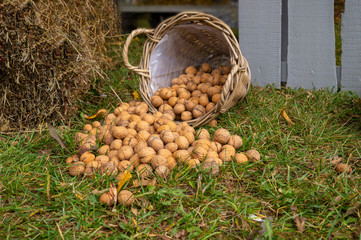 Walnuts in shells spilling from a woven basket