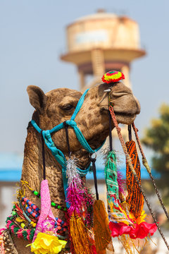 Camel Fair in the Pushkar Desert