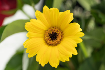 Bright Yellow Sunflower And Red Rose With Green Leaves On White Studio Background Macro Lens