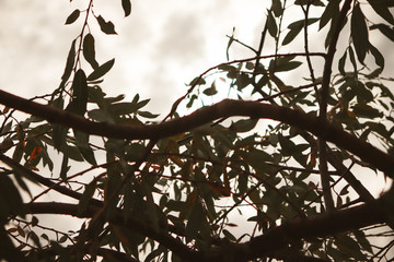 branches of a tree