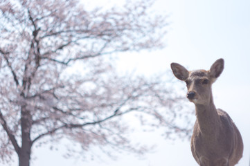 鹿と桜