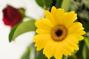 Bright Yellow Sunflower And Red Rose With Green Leaves On White Studio Background Macro Lens