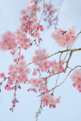 可憐なしだれ桜