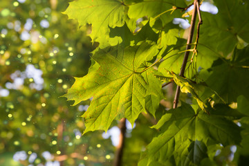 Amazing green maple leaf in the rays of sunlight on a gentle blurry green background. Selective focus. Beautiful natural background.