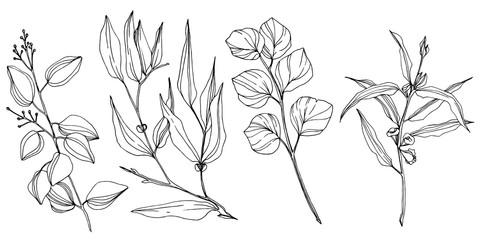 Vector Eucalyptus tree leaves. Black and white engraved ink art. Isolated eucalyptus illustration element. - 297038610