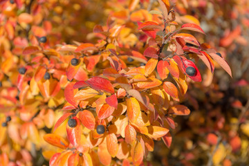 aronia on a sunny day
