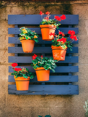 flower pots hanging on blue pallet wood frame background
