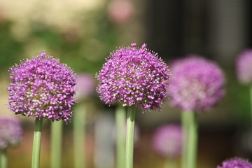 薄紫色の玉ねぎの花