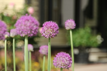 Fototapeta premium 薄紫色の玉ねぎの花