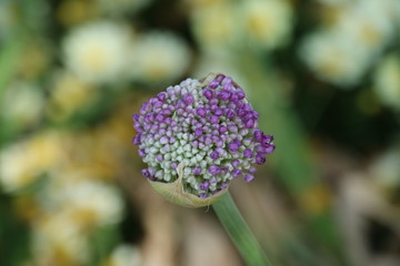 薄紫色の玉ねぎの花