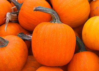 Close up on pile of small orange pumpkins, or bumkins,  freshly picked from the field. - obrazy, fototapety, plakaty