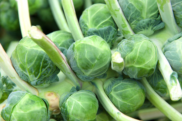 Close up on pile of brussel sprouts still on the stalk, freshly picked from the field. Brussels sprouts are in the same species as broccoli, cabbage, collard greens, kale, and kohlrabi.