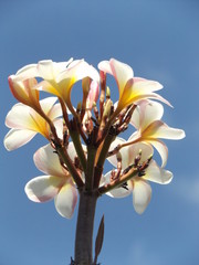 Flores Blancas 4