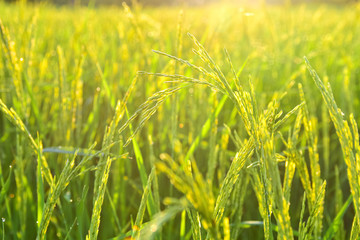 Close-up young ear rice in the rice fields and beautiful golden shining sunrise background.